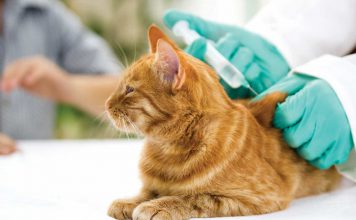 Vaccinazioni del gatto