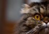 Lo stress dei Gatti norvegesi: cause e rimedi
