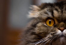 Lo stress dei Gatti norvegesi: cause e rimedi